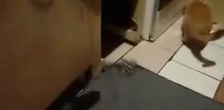 Mobitelom je snimao svoju mačku kako mirno jede, a onda joj je s leđa prišao ogromni pacov i uradio OVO! (VIDEO)