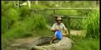 Odlučio je da krokodilu sjedne na leđa, no BOLJE DA NIJE! (VIDEO)