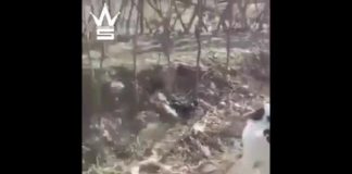 Došao je da traži hranu, a onda ga je brutalno napao čopor bijesnih mačaka! Šokiraćete se kada vidite šta su uradile ovom psu!