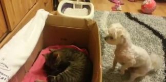 Vlasnik je stavio macu i njene mačiće u malenu kutiju, a ono što je pas uradio ostavlja bez daha (VIDEO)
