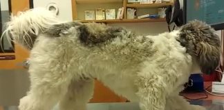 Doveo je svog psa veterinaru, ali ono što je jadna životinja uradila NASMIJALO JE CIJELI INTERNET (VIDEO)