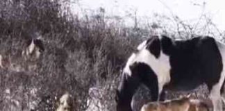 Odrasli konj je zalutao među čopor vukova. Ono što je uradio na 0:30 šokiralo je snimatelje! (VIDEO)