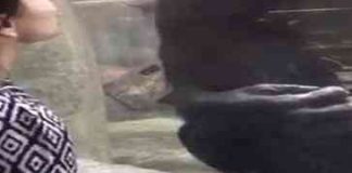 Stala je ispred majmuna u zoološkom vrtu, i ‘dala’ mu poljubac. Ovakvu njegovu reakciju NIJE OČEKIVALA! (VIDEO)