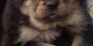 Kineskinja je na odmoru kupila malo slatko štene. Nakon 2 godine šokirala se kada je shvatila da njen ljubimac UOPŠTE NIJE PAS!