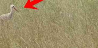 Snimali su rodu kako hoda u dubokoj travi… Nisu ni sanjali da će snimiti scenu koju će PAMTITI CIJELI ŽIVOT (VIDEO)