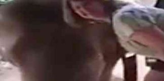 Htio je da uslika svoju suprugu pokraj slona, no ubrzo su oboje shvatili da je to bila VELIKA GREŠKA! (VIDEO)